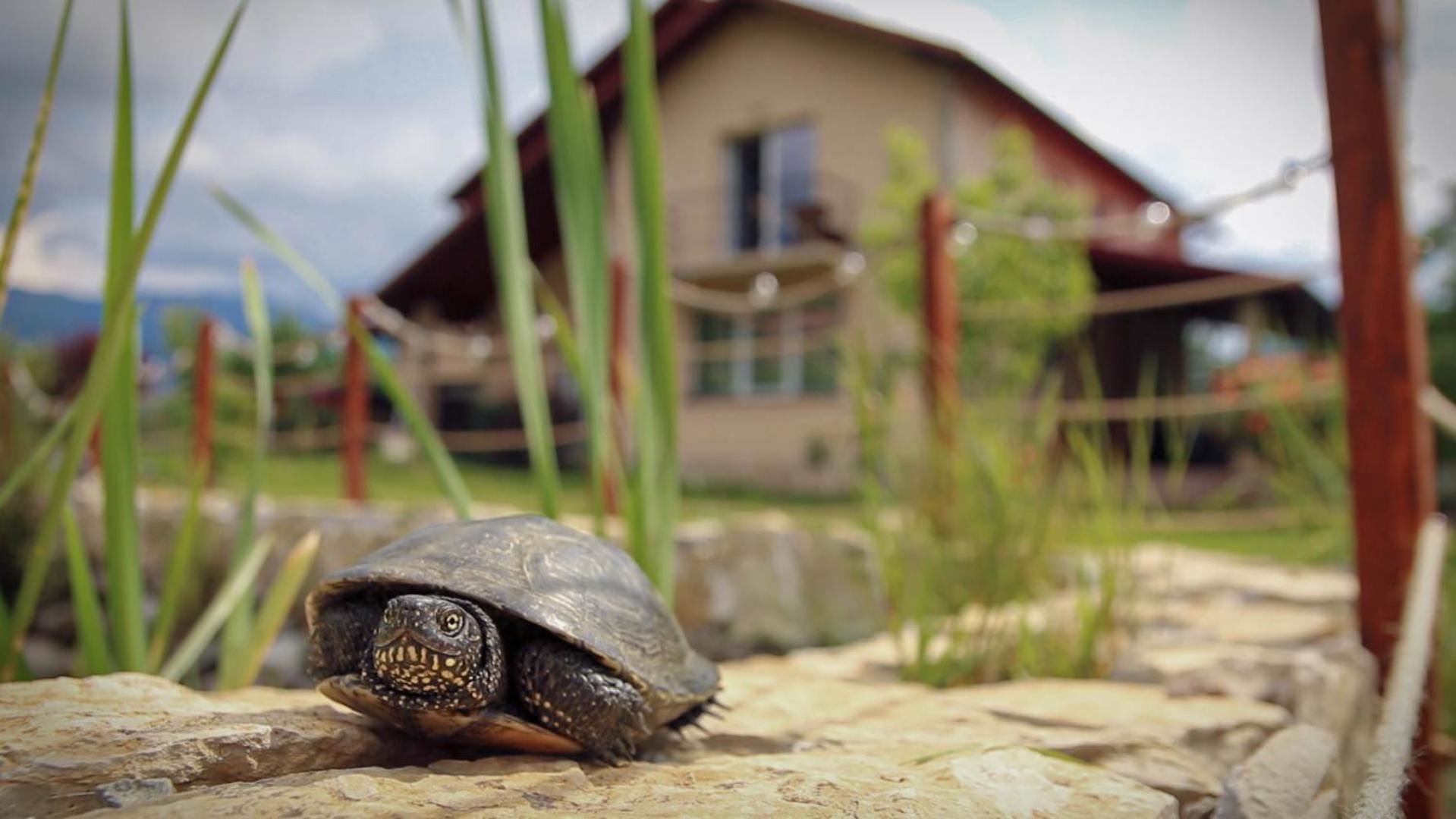 Therefuge Villa Curtea De Arges Bagian luar foto